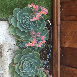 Meet your Posher, Carmen